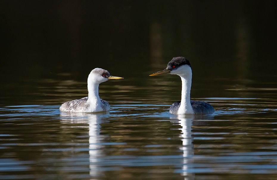 Western Grebes